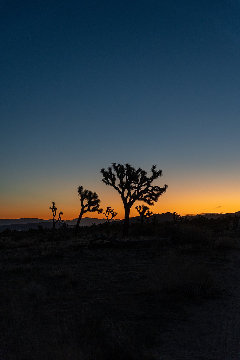 Joshua Tree — Portfolio Californie
